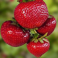 Клубника "Сенсация", саженец 1 шт