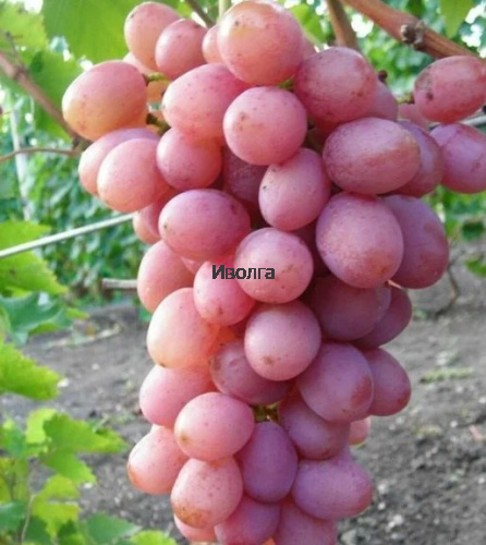 Виноград "Азалия", саженец 1 шт фото 2